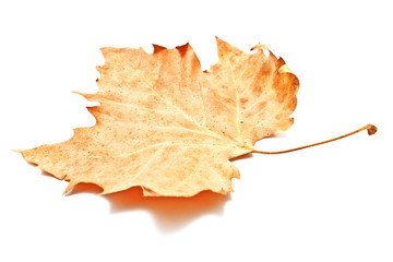 Autumn dry leaf