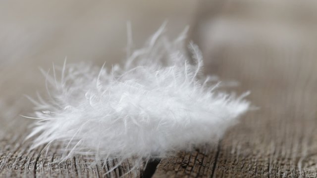 feather on wooden board