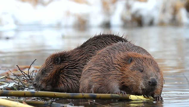 shot of a wild beaver near lake, nature series