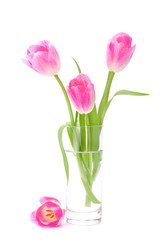 Fototapeta premium Pink tulips bouquet in vase isolated on white background