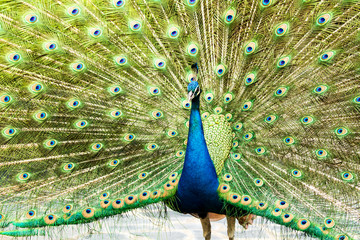 Naklejka premium blue peacock in nightsafari chiangmai Thailand