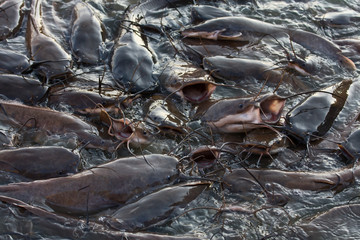 Catfish in Gadi Sagar lake , India.