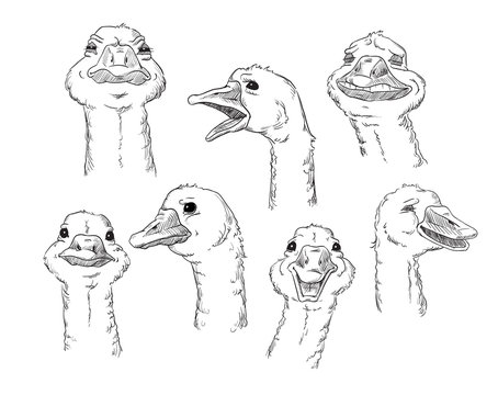 goose with different facial expressions