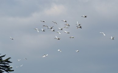白鳥の飛翔