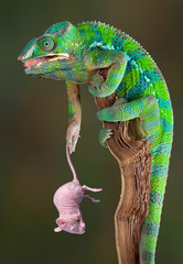 Chameleon holding rat