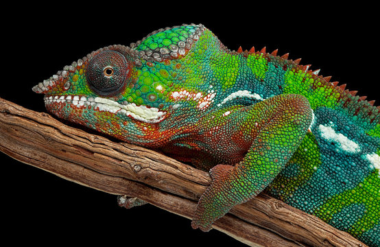 Portrait of a panther chameleon