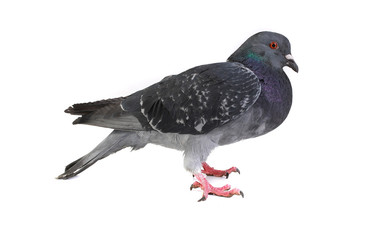 gray dove