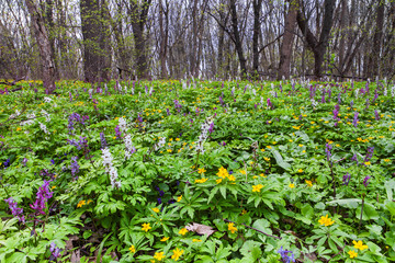 Forest in spring