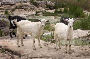 goats grazing