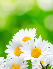 Daisy flowers on green background