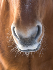 Horse Abstract