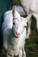 Little white nany-goat
