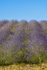 Conero (Ancona) - Field of lavender