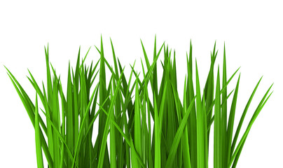 Fresh  green grass isolated on white