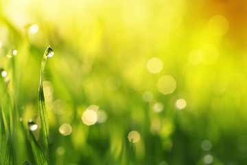 Water drops on blade of grass