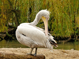 pelican cleaning its coat