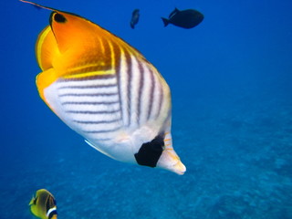 Poisson papillon