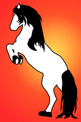 Fototapeta na wymiar Podwyżkę koń, czarny i biały, przed zachodem słońca