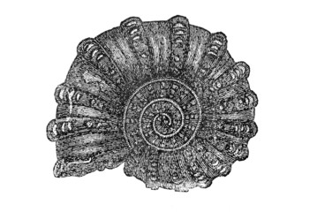 Ammonit (Alte Lithographie) © Carola Vahldiek