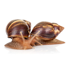 Two snails isolated on white, closeup photo