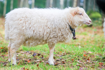 Fototapeta premium Dwarf white sheep in forest