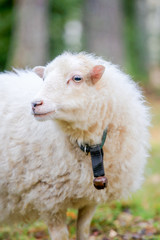 Fototapeta premium Dwarf white sheep in forest