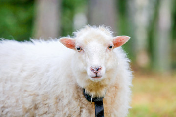 Dwarf white sheep in forest