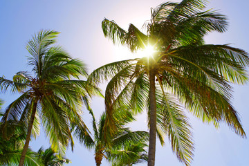 Fototapeta premium Palm trees and sunshine.