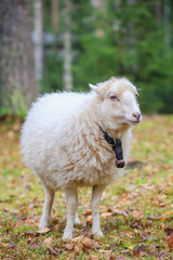 Dwarf white sheep in forest