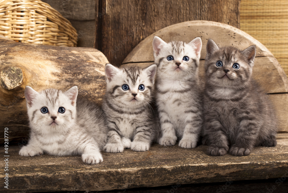 Fototapete British kitten on retro background