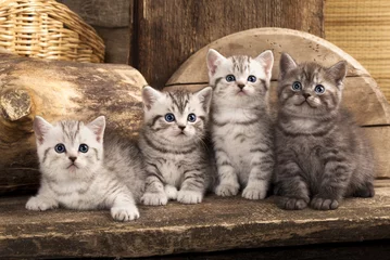 Crédence de cuisine en verre imprimé Chat British kitten on retro background