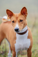 Red basenji on the autumn meadow