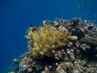 Naklejka na ściany i meble duży żółty koral