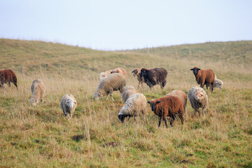 Flock of sheep in autumn meadow