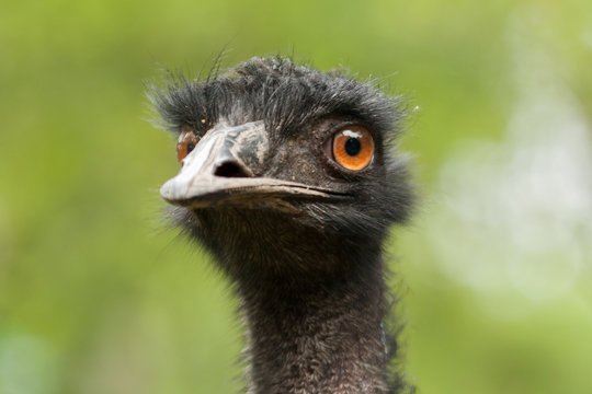 Closeup of a furry ostrich staring