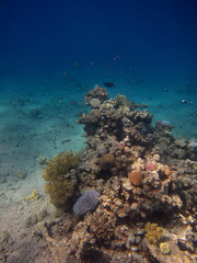 Naklejka na ściany i meble koral hochformat