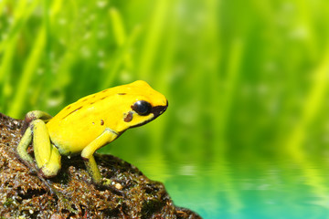 The poison dart frog Dendrobates leucomelas in a rainforest.