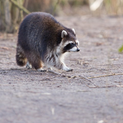 Adult raccoon at his nest