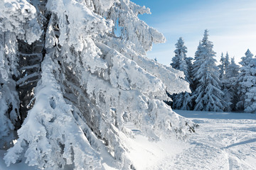 Paysage de neige