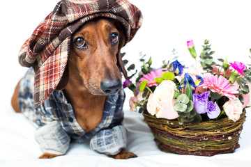 Dog near with bouquet of flowers