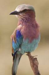 Portrait of a lilac-breasted roller