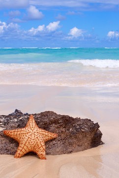 Starfish on a tropical beach. 