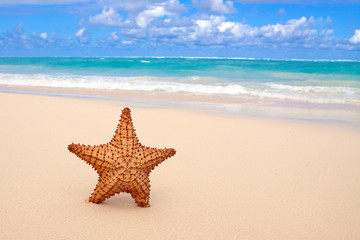 Fototapeta na wymiar Starfish na tropikalnej plaży.