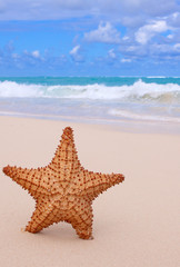 Fototapeta na wymiar Starfish na tropikalnej plaży.