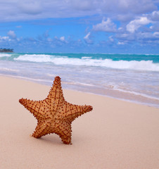 Fototapeta na wymiar Starfish on a tropical beach. 