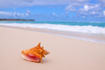Conch Shell On Tropical Beach.