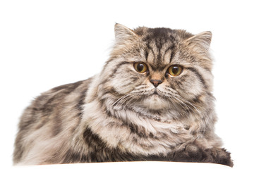 grey persian kitten lying on isolated white white