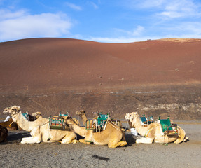 camels in the national park in Lanzarote