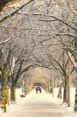 Winter pathway, Edinburgh, Scotland - 49292793