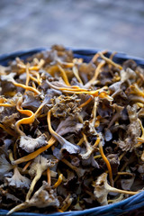 Champignons, chanterelles, cueillette, frais, naturel